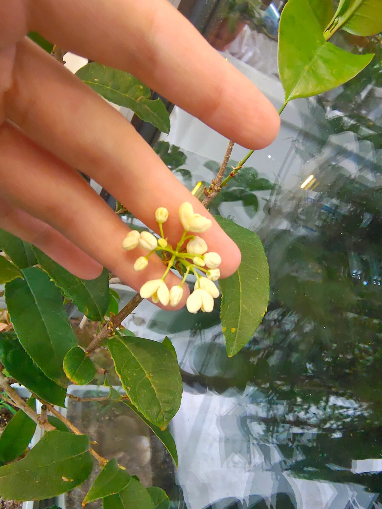 天香台阁桂花叶子图片