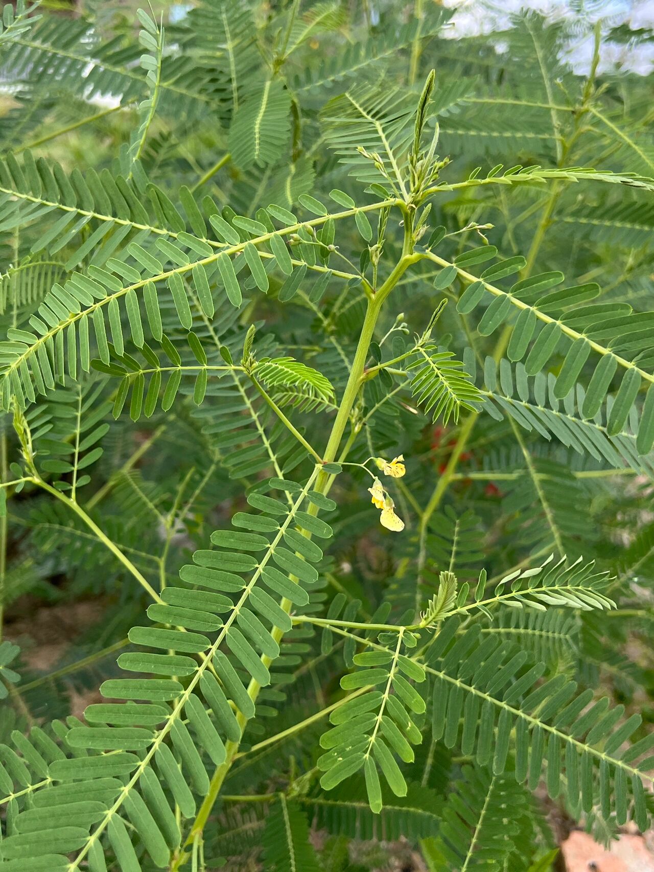 是豆科,田菁属一年生草本植物,高可达3.5米.