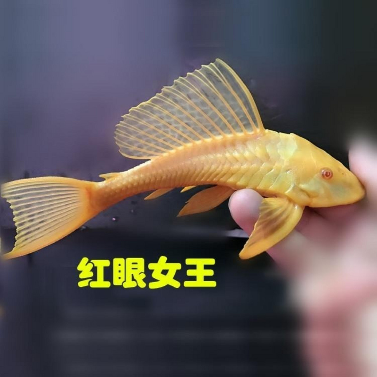 女王清道夫鱼女王大帆观赏鱼热带鱼除藻类鱼 女王大帆,属于异型鱼,是