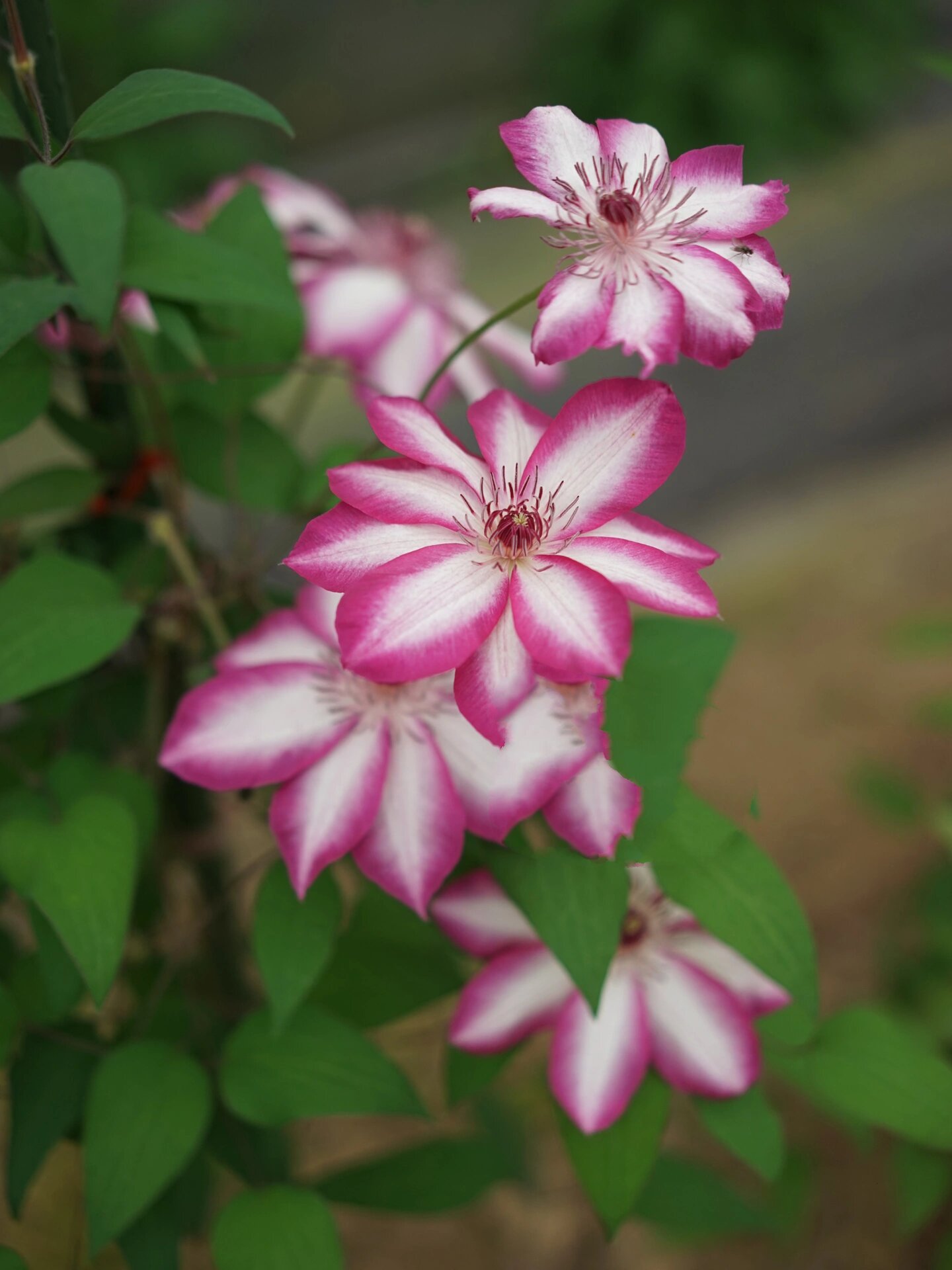 铁线莲:花边石竹