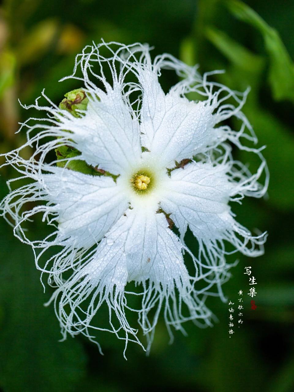 栝楼 黄不欲太明, 如缟裹栝楼. ——《读素问十六首》 - 方回 - 宋