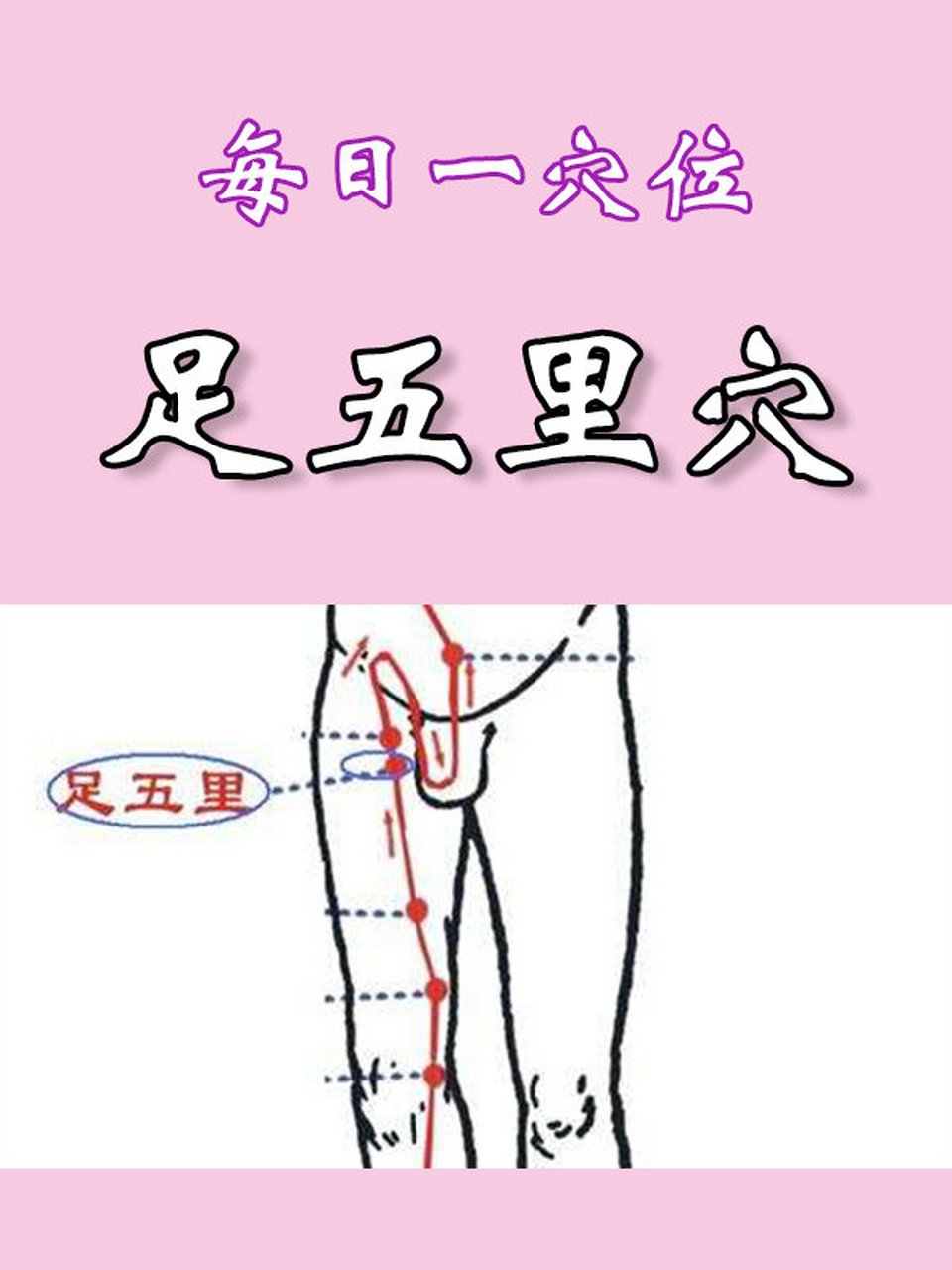 每日一穴位(十)足五里穴 【定位】在大腿内侧,曲骨穴旁开2寸,直下3寸.