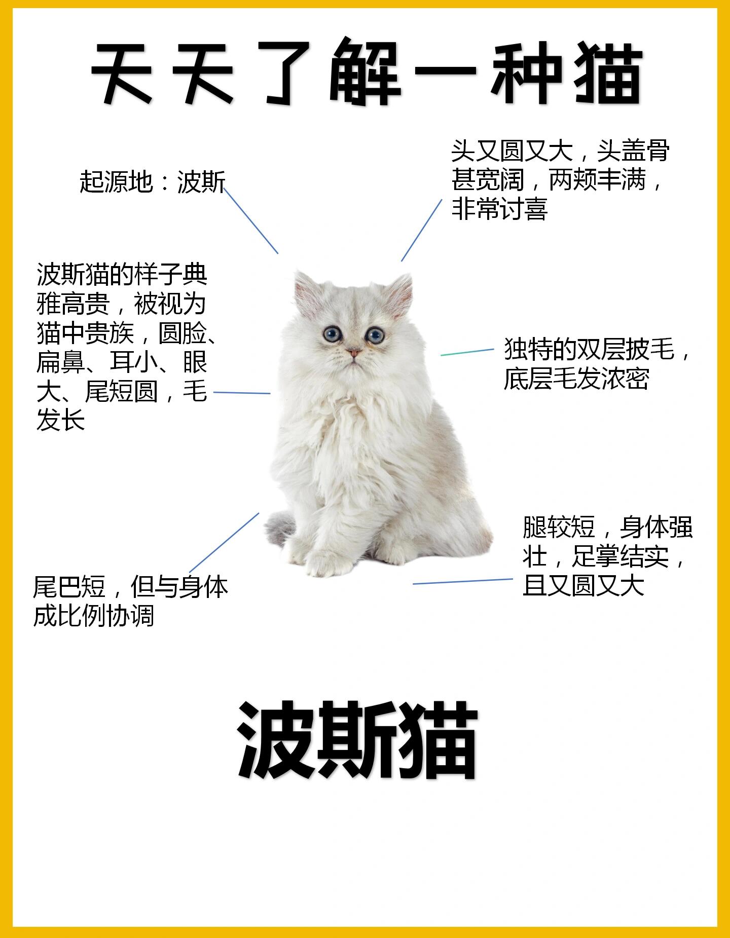 波斯猫的特点图片