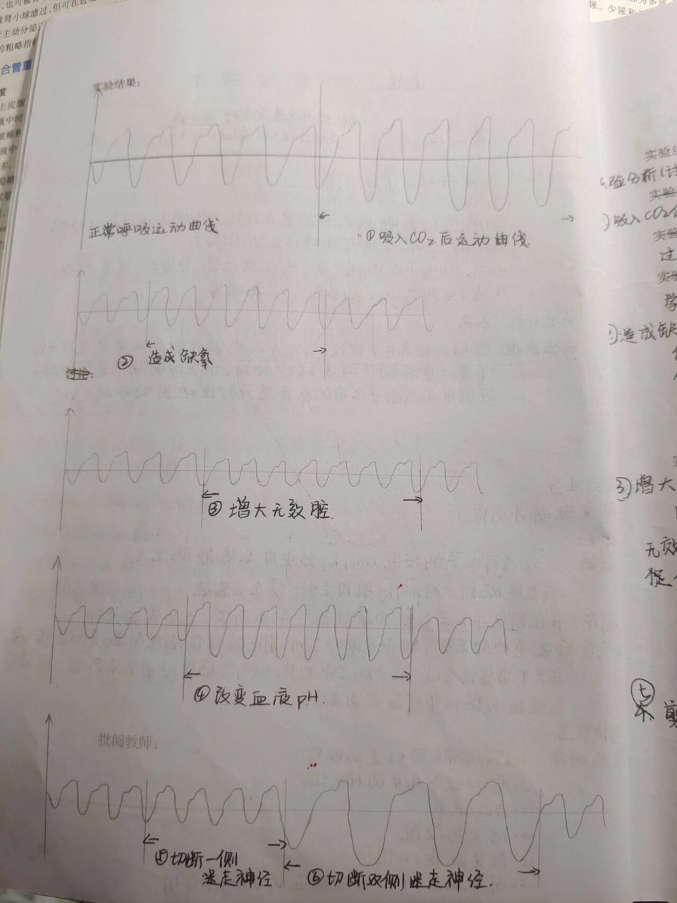 生理实验——家兔呼吸运动的调节 第二篇