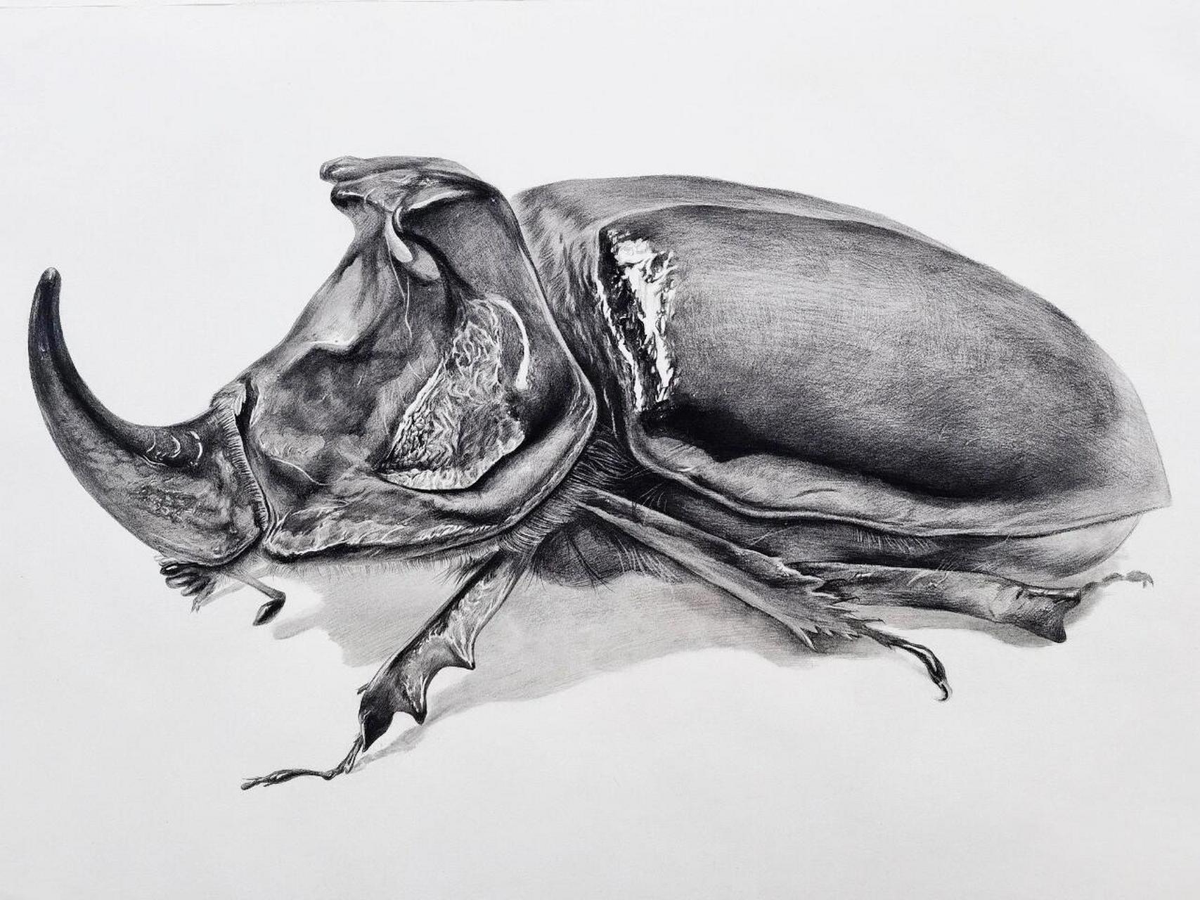 这些素描昆虫你画过几只7315                蜻蜓