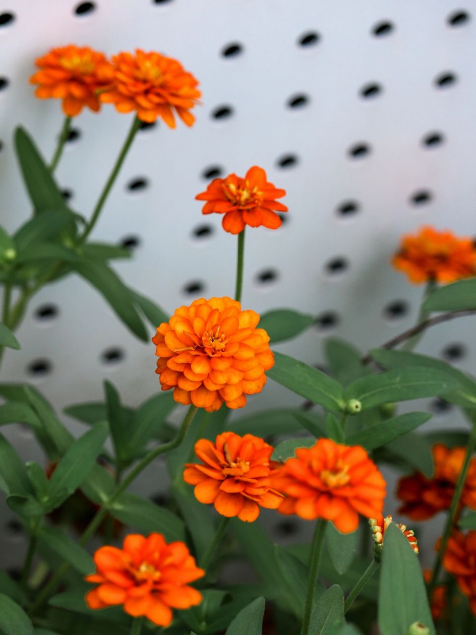 此外,阔叶鱼尾菊受到了传粉者的喜爱,也为野生动物提供了食物来源.