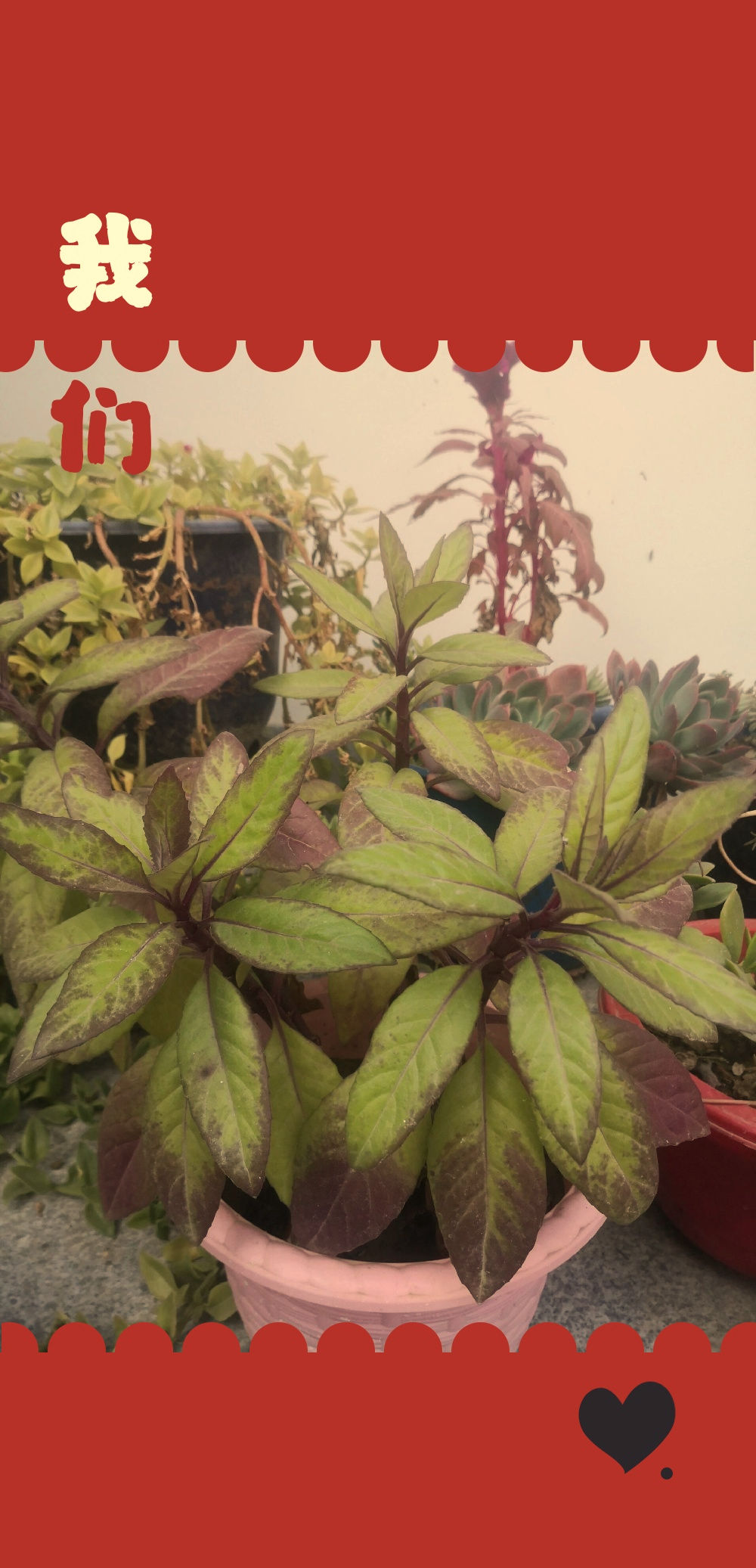 明月草是一种菊科菊三七属宿根草本植物,具有清热解毒,止血,凉血等