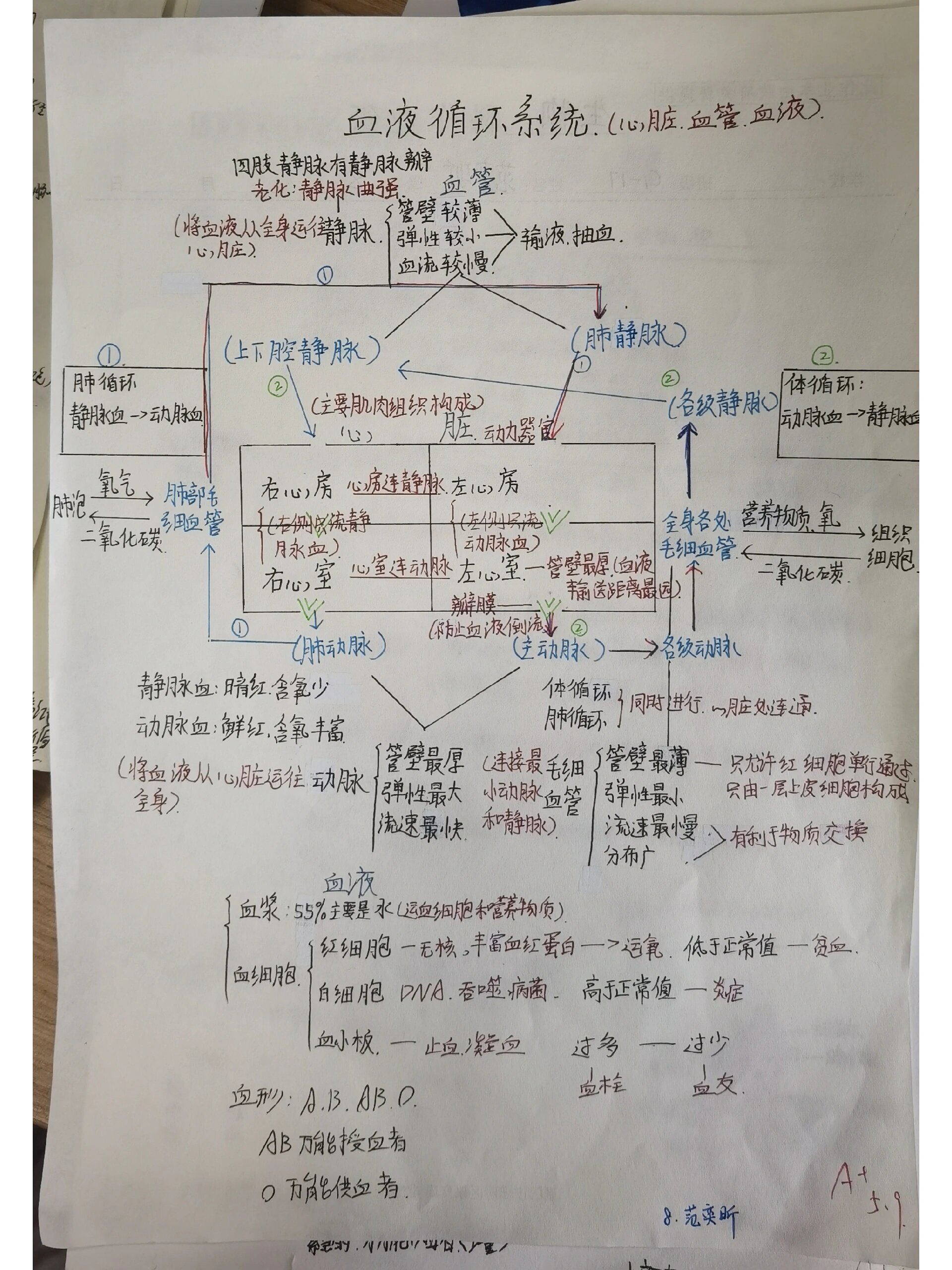 心脏的血液循环流程图图片