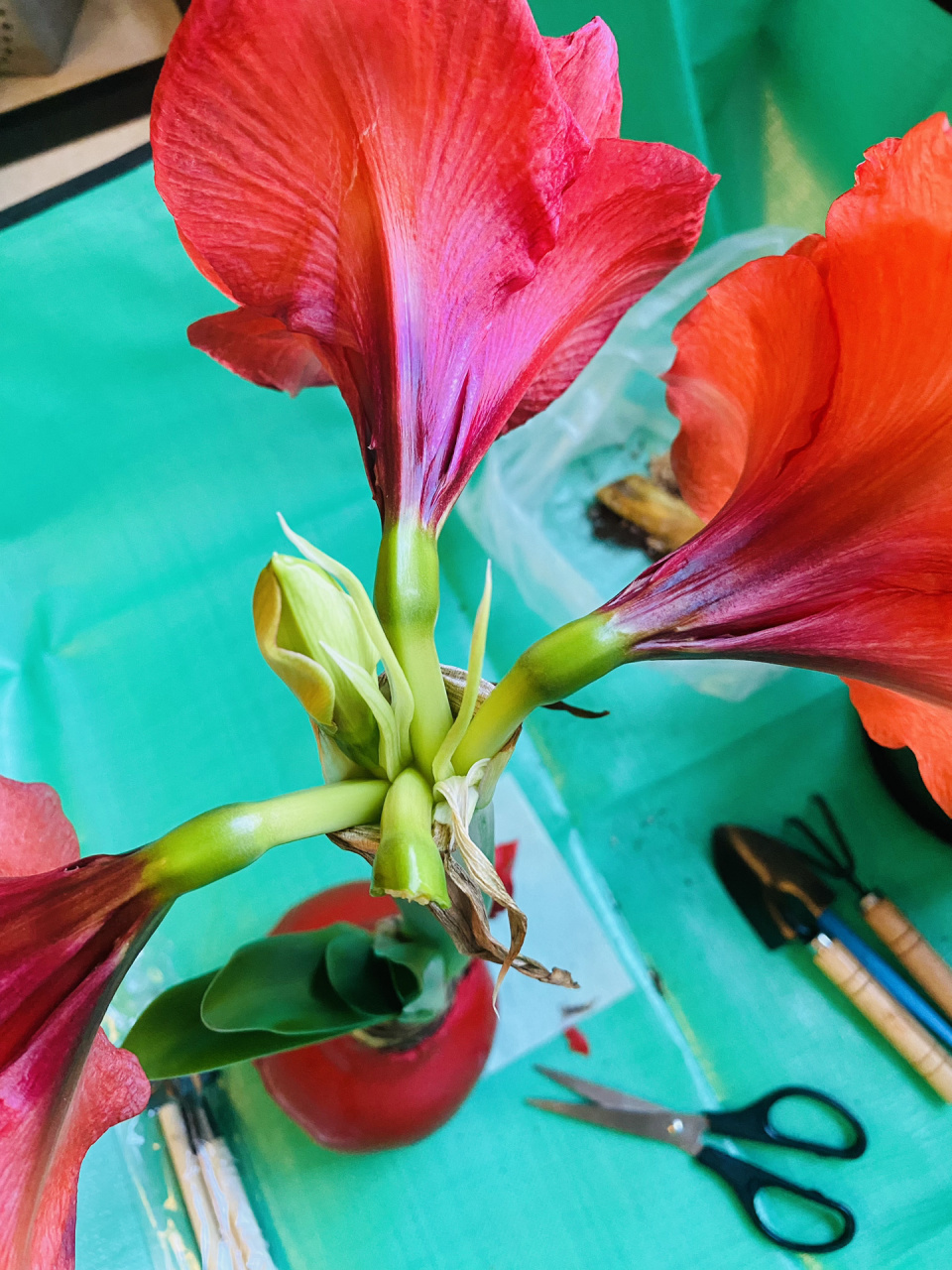 蜡封朱顶红花开败后如何扶壮 1,可以在图16615的状态开始进行移栽