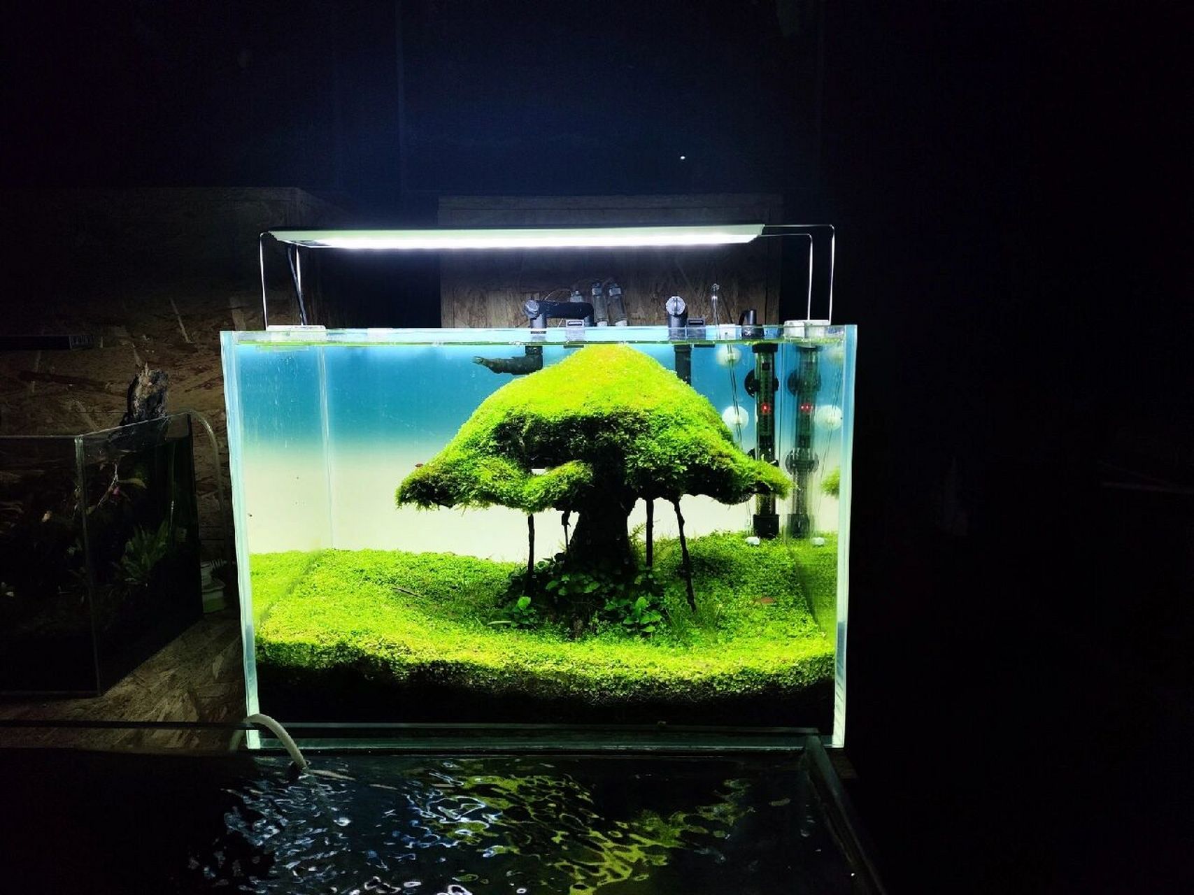 生命之树 把树做到缸里面是一种别样的风景!