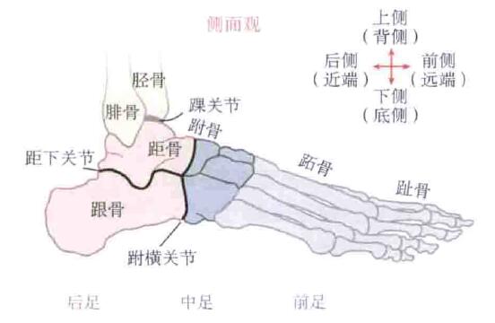 舟骨位置图图片