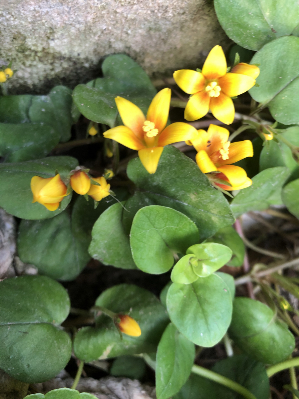 金钱草也可以开的这么惊艳 金钱草的花虽然很小,但是