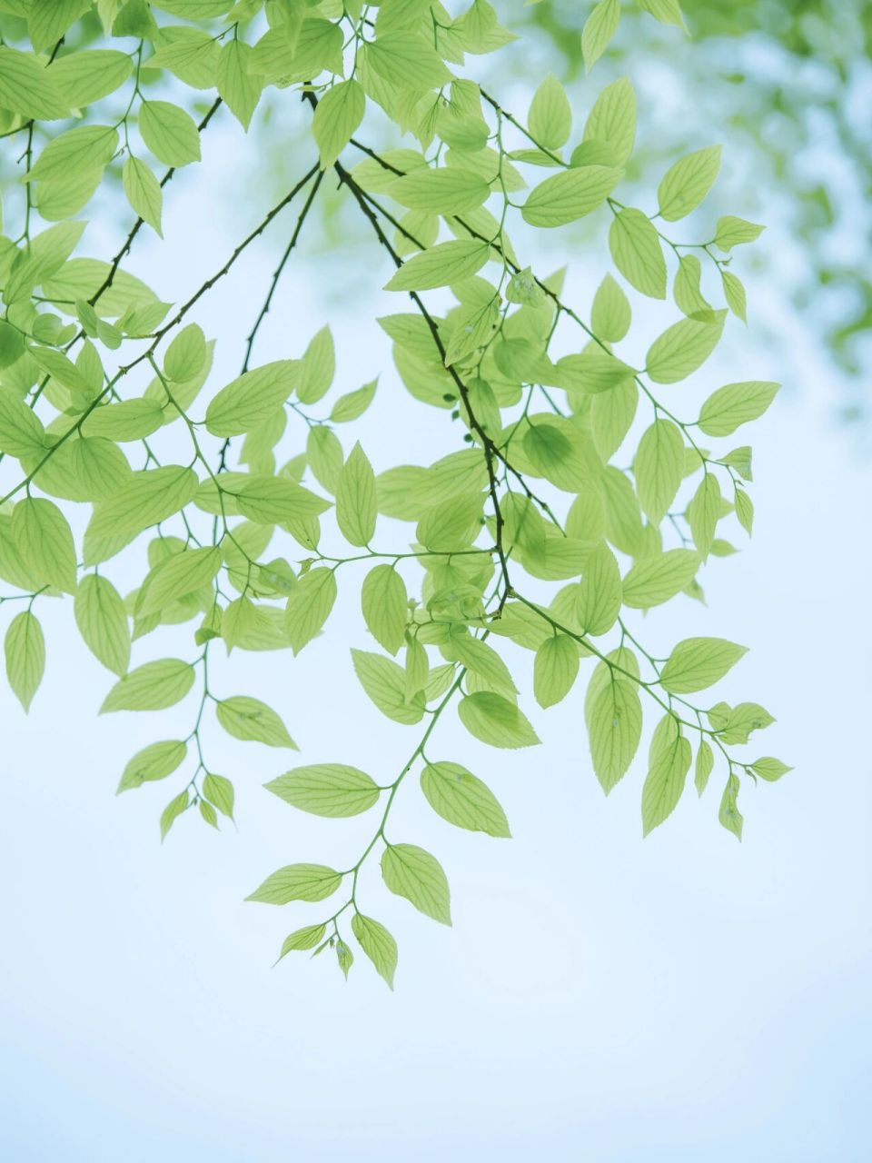 春天的朴树太可爱了 春天的朴树真是可爱,小时候光顾着采树上的果子了