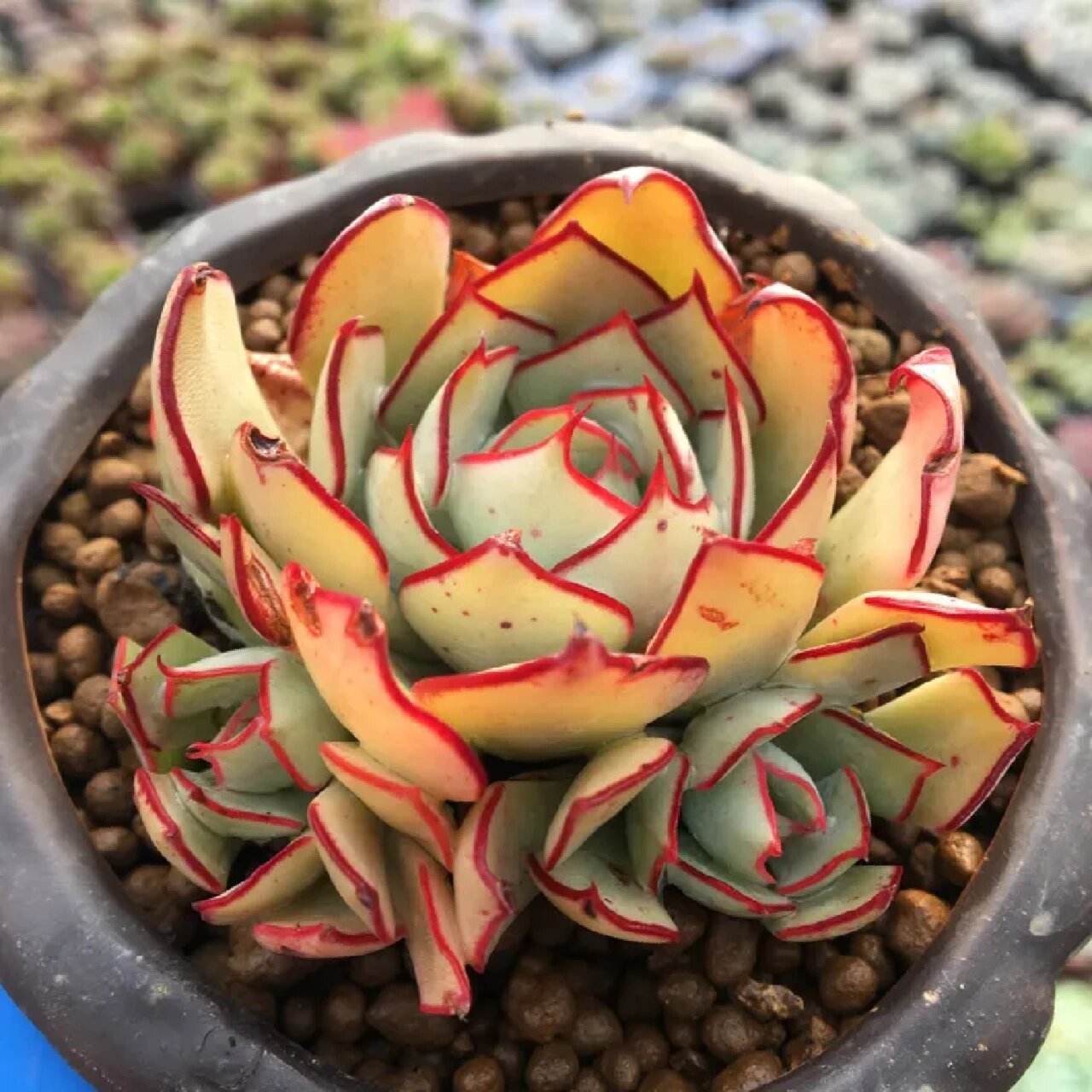 第38期|93剑司诺娃|每天认识一种多肉 剑司诺娃  你就是他们说的