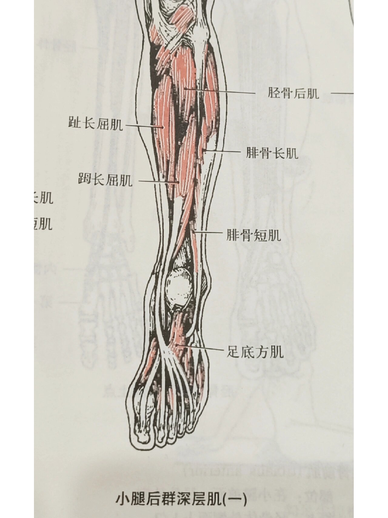 小腿肌腱解剖图片