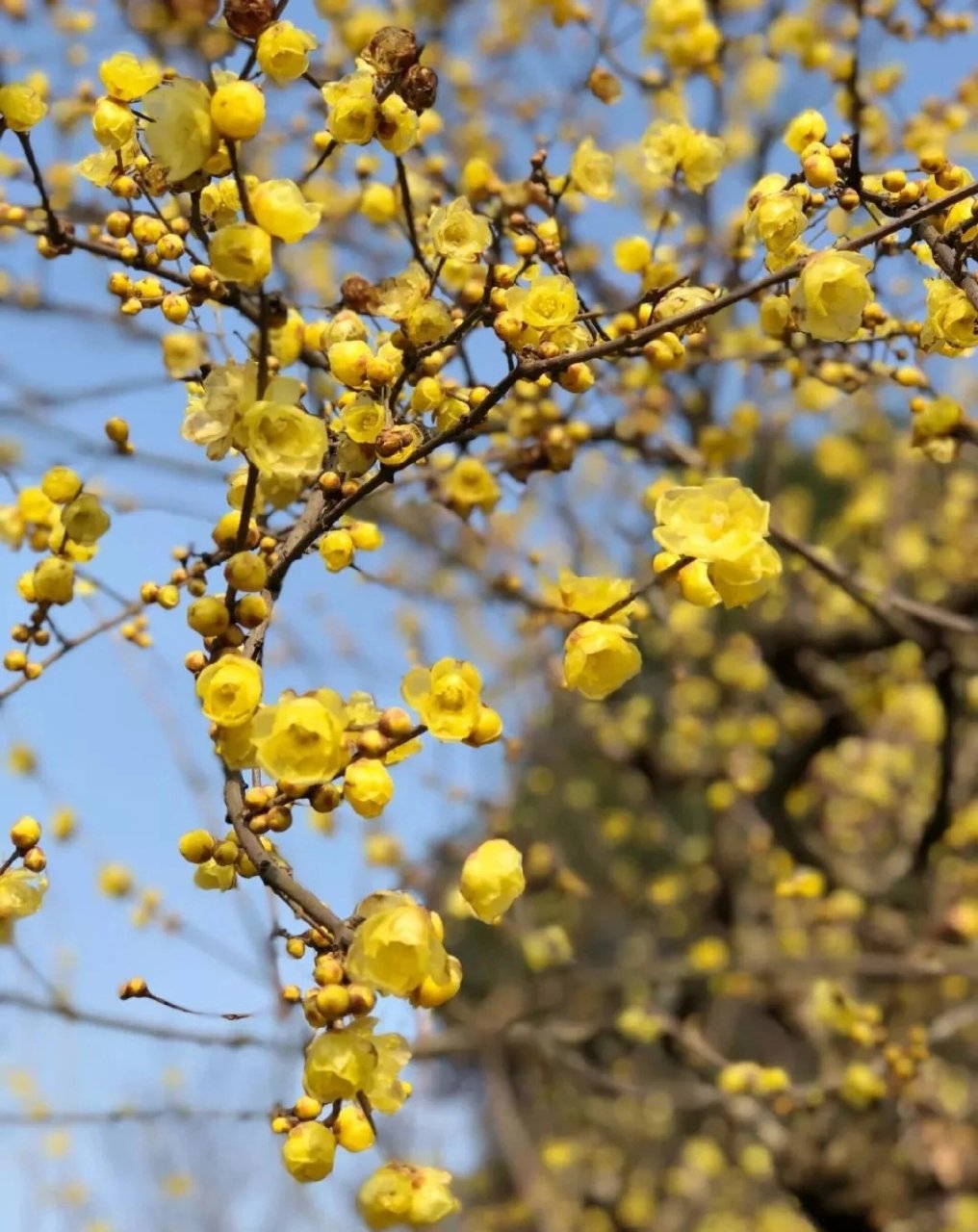 植物百科|腊梅 "不随梅竞白,迎腊吐芬芳" 【形态特征】02腊梅是一种