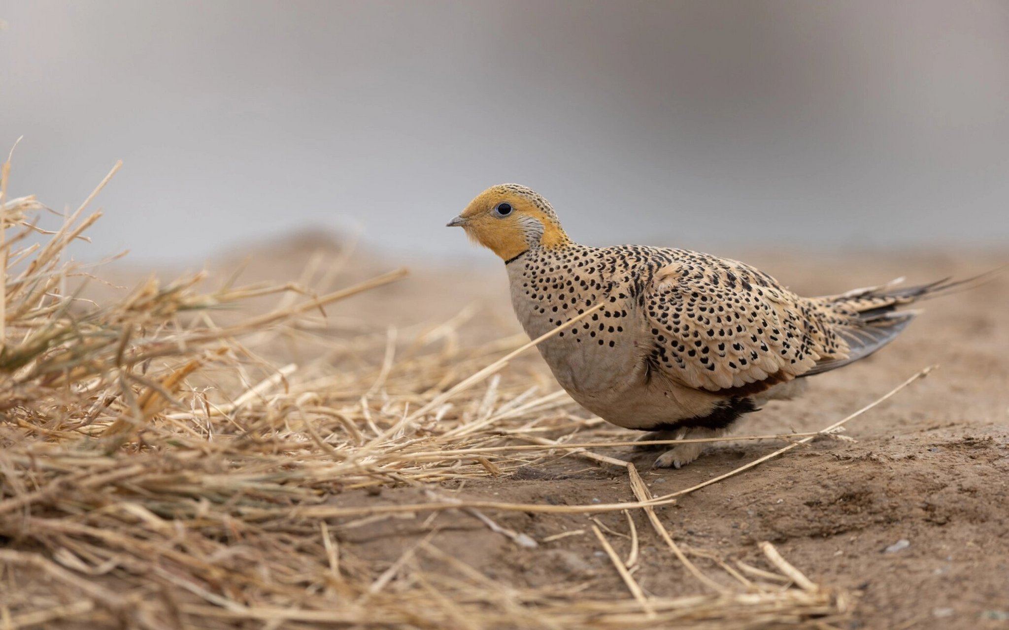 大石河拍摄毛腿沙鸡♀ 今天拍到了一只很特别长着腿毛的鸡 毛腿沙鸡