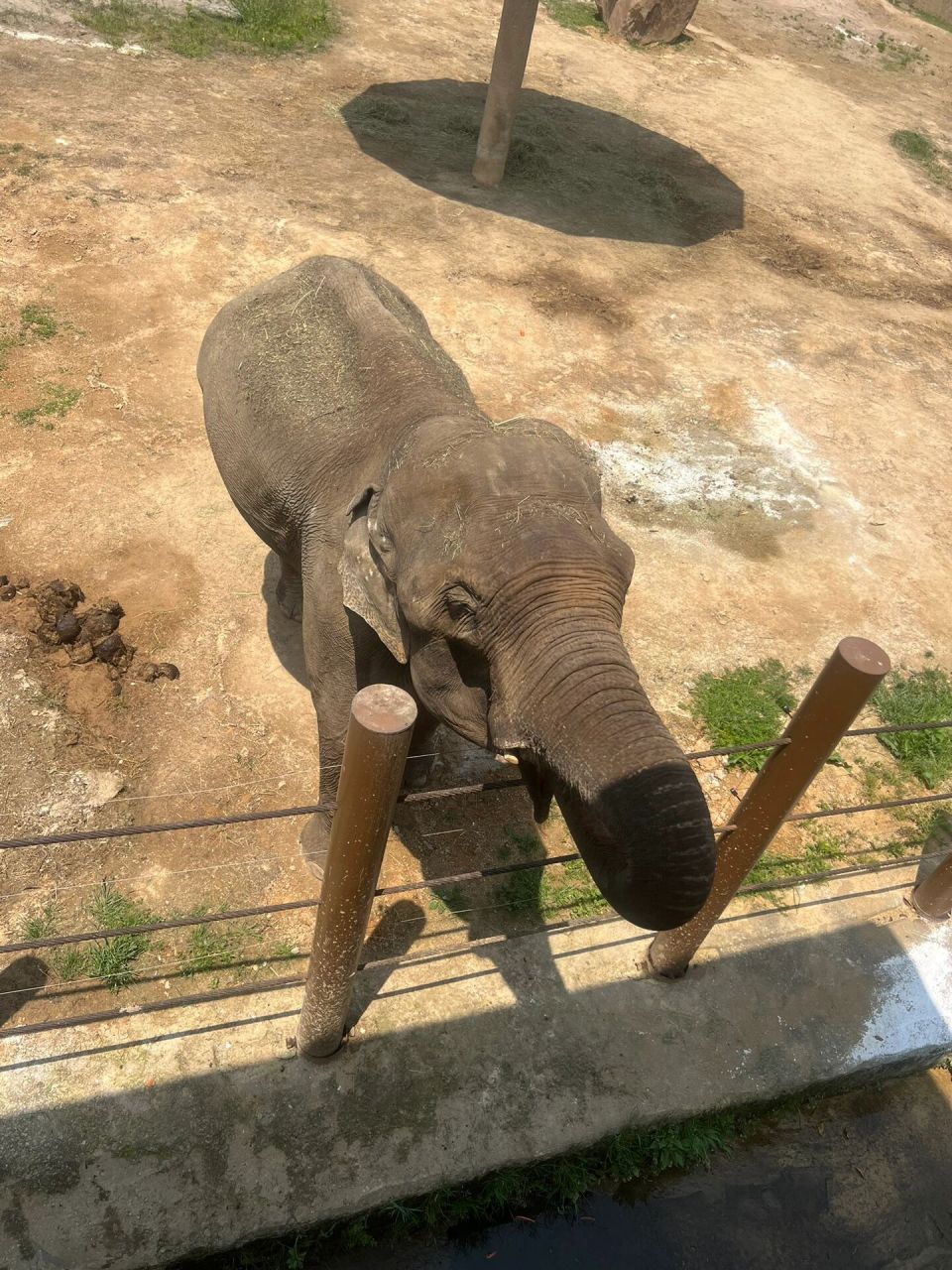 大象哭了 在杭州野生动物园玩喂大象,几分钟大象流泪了两次.