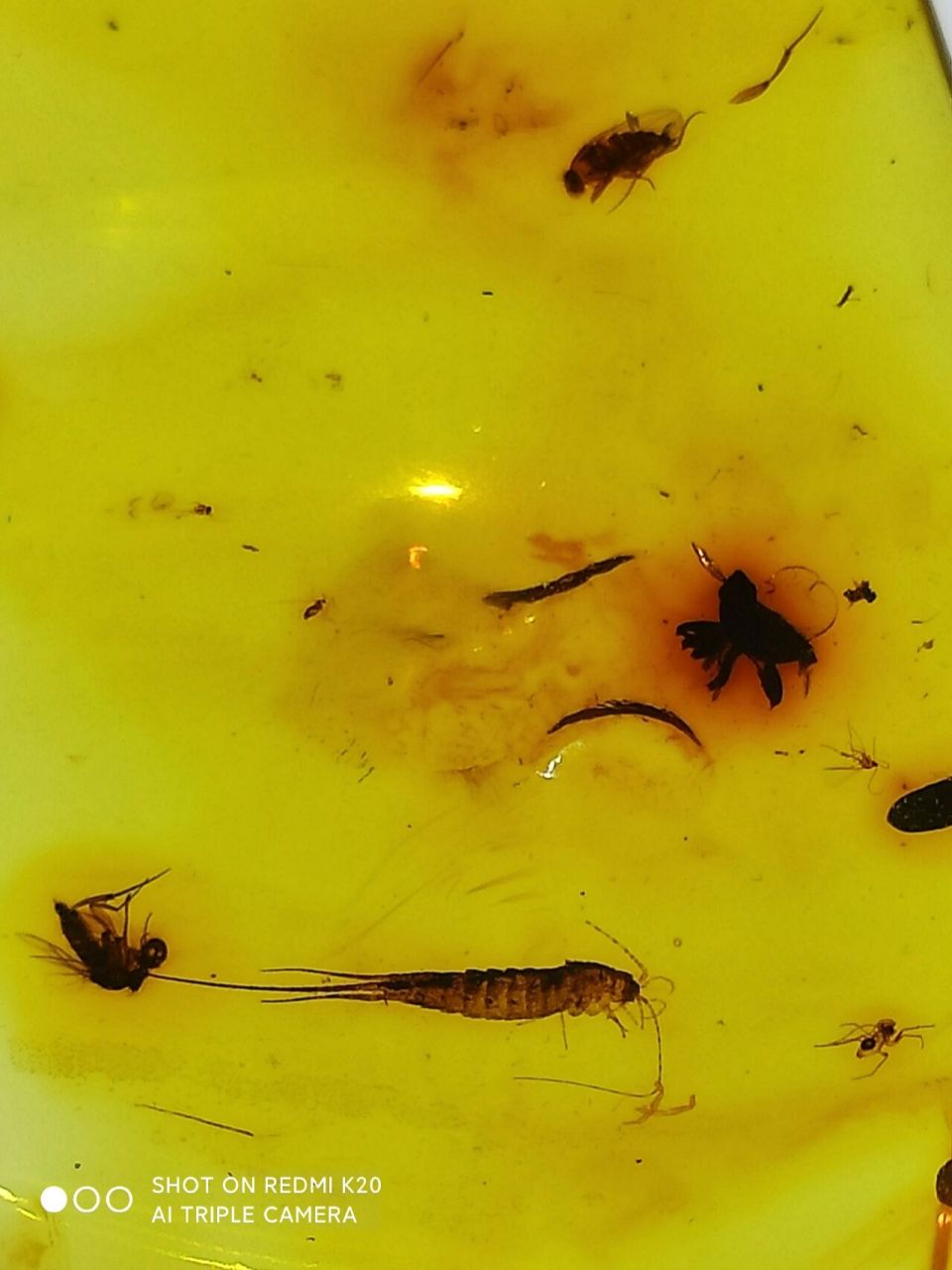 栩栩如生的衣鱼 透明干净,虫子清晰完整.尺寸:46*32*8mm, 重:6.1克.