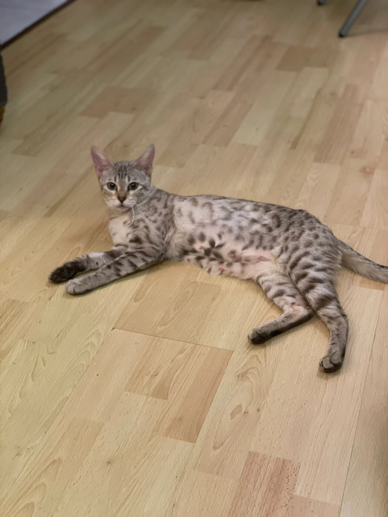 孟加拉豹猫和缅因猫的混血宝宝    爸爸是漂亮的奶油色缅因猫,妈妈是