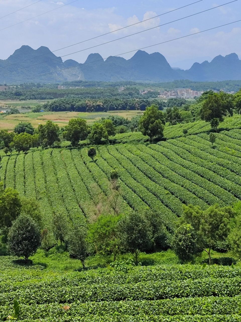 茶香四溢95美景如画,打卡英德茶趣园95  在英德市区西郊马口,是一