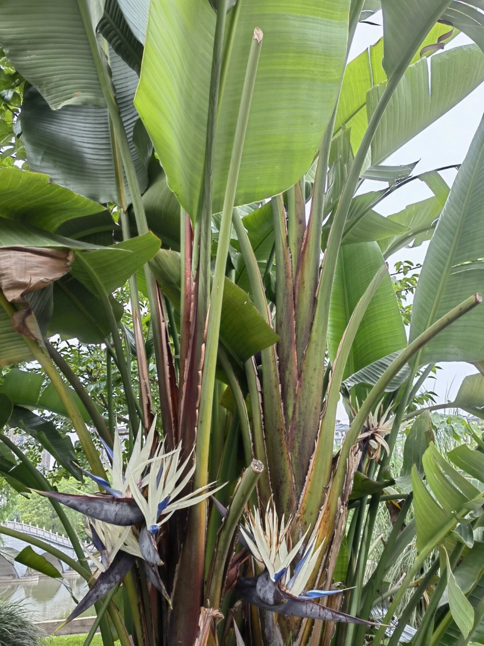 【大鹤望兰】:别名尼可拉鹤望兰,尼古拉鹤望兰,白花鹤望兰,白花天堂鸟