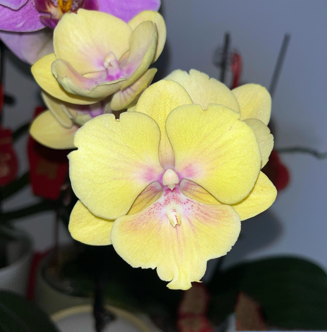 家里最近在开花的大舌头蝴蝶兰 #蝴蝶兰# #花# #蝴蝶兰大舌头# #粉色