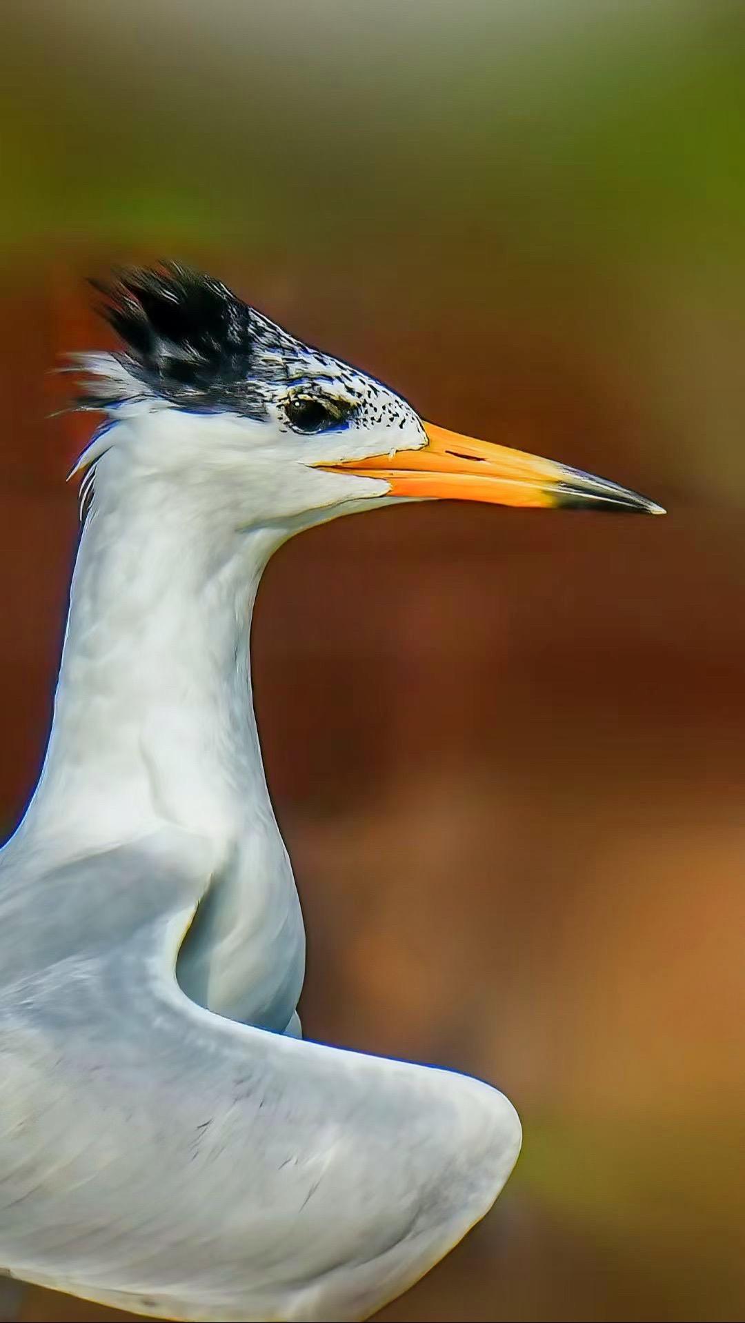 又名黑嘴端凤头燕鸥,神话之鸟,是世界上最濒危的鸟种之一,是鸥科鸟类