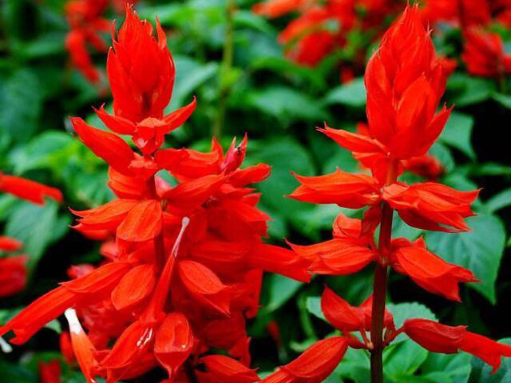 每日一花|长串红 长串红:一,二年生草本,也叫一串红,墙下红.