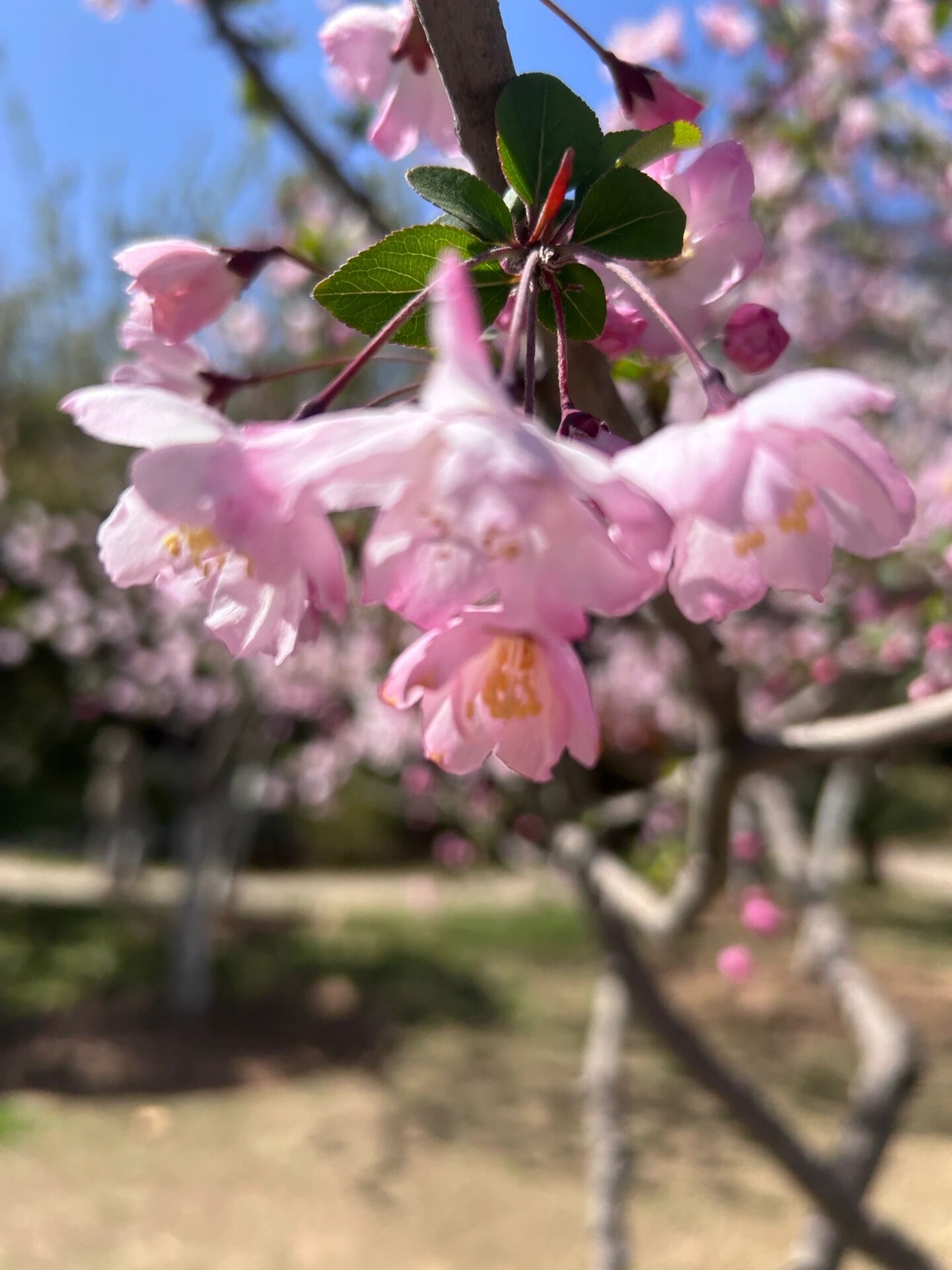 "西花厅的海棠花又开了,看花的人已经不在了 春天来了,又是一年春.