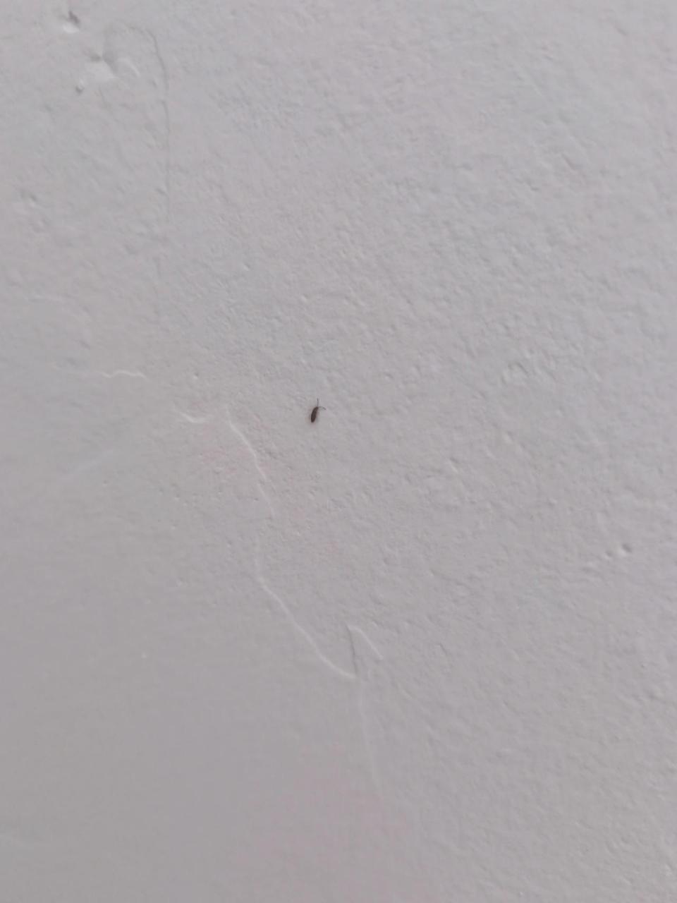 这几天发现墙上还有新买的拼接床上都好多这小虫子   会不会咬人啊?