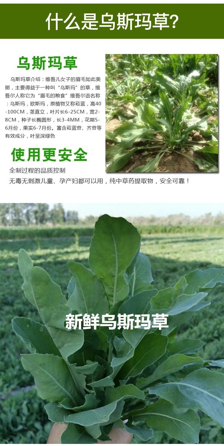 乌斯曼草成分图片