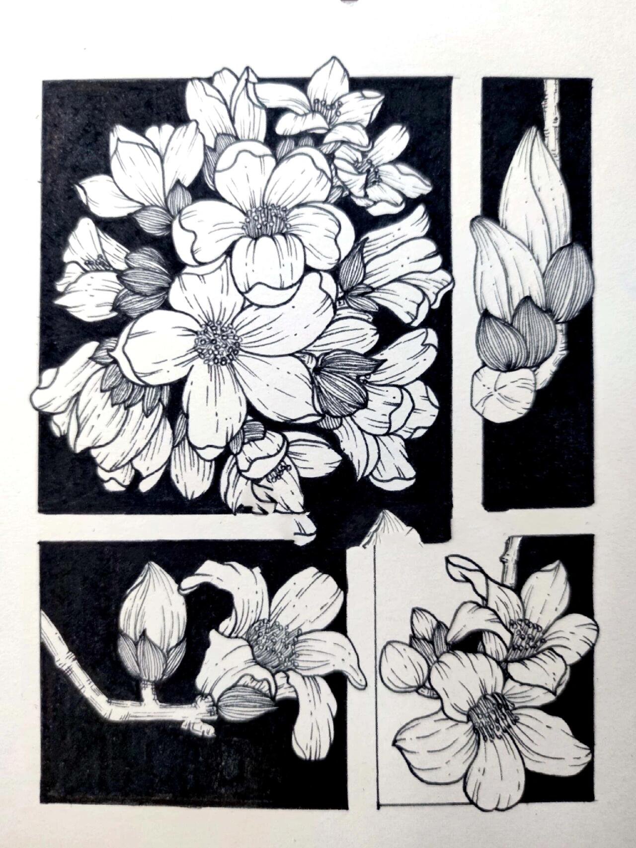 线描(25/50)花卉篇|木棉花(附过程图)