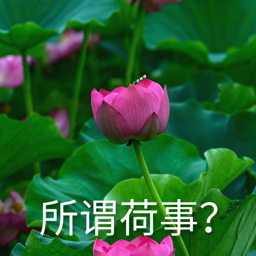 长按就能莲花表情包大莲花表情包图片荷花表情包荷花疑问的表情图片