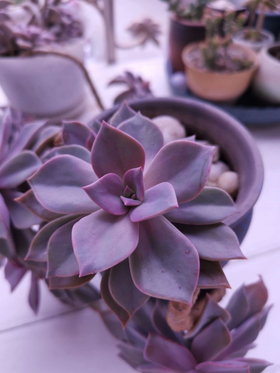 92多肉"初恋" 9393就喜欢这种紫色系的肉肉999999 我不