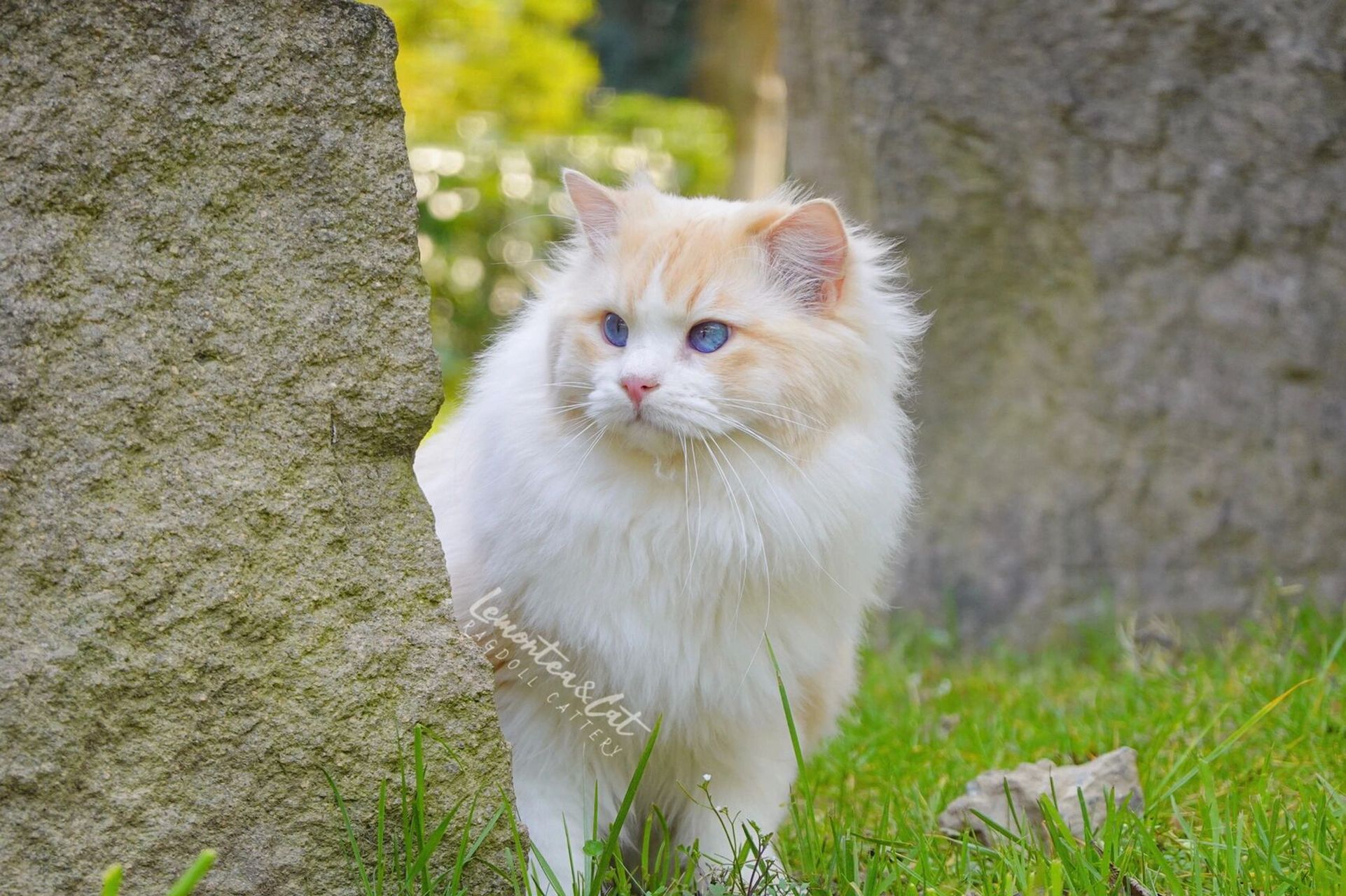 火焰布偶猫多少钱一只图片