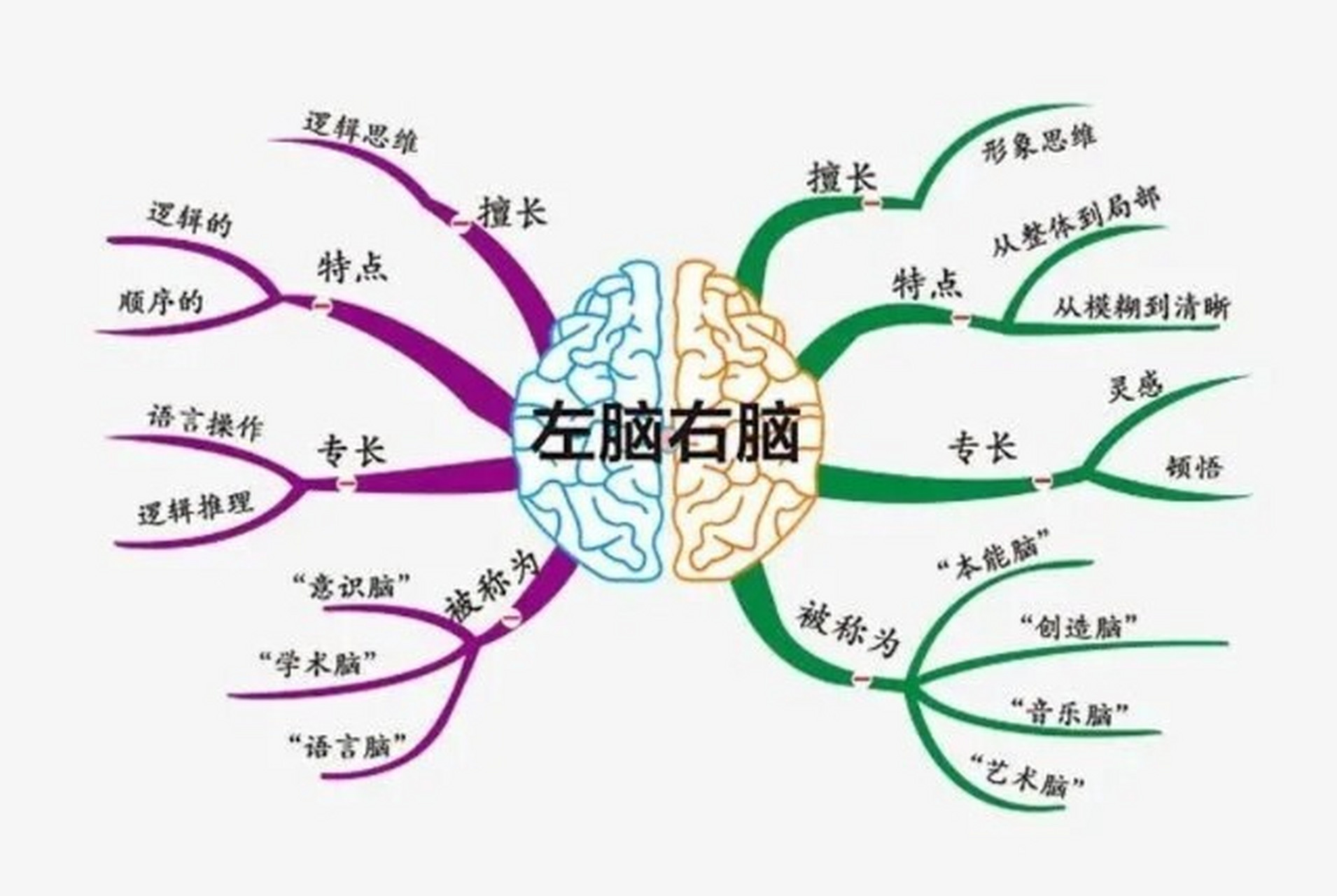 时期",抓住机会,孩子智力"翻一翻" 	 孩子的大脑发育分为左脑和右脑