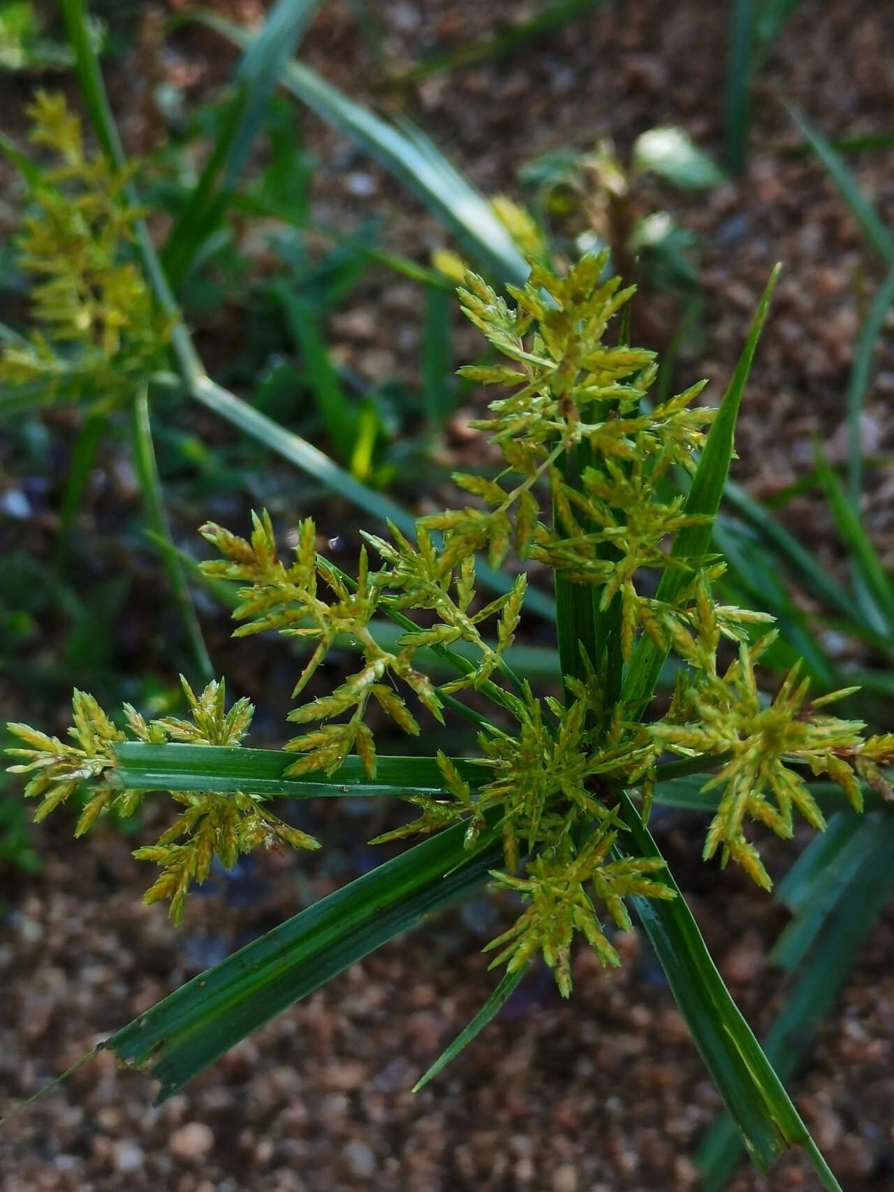 夏日植物|东北路边常见草