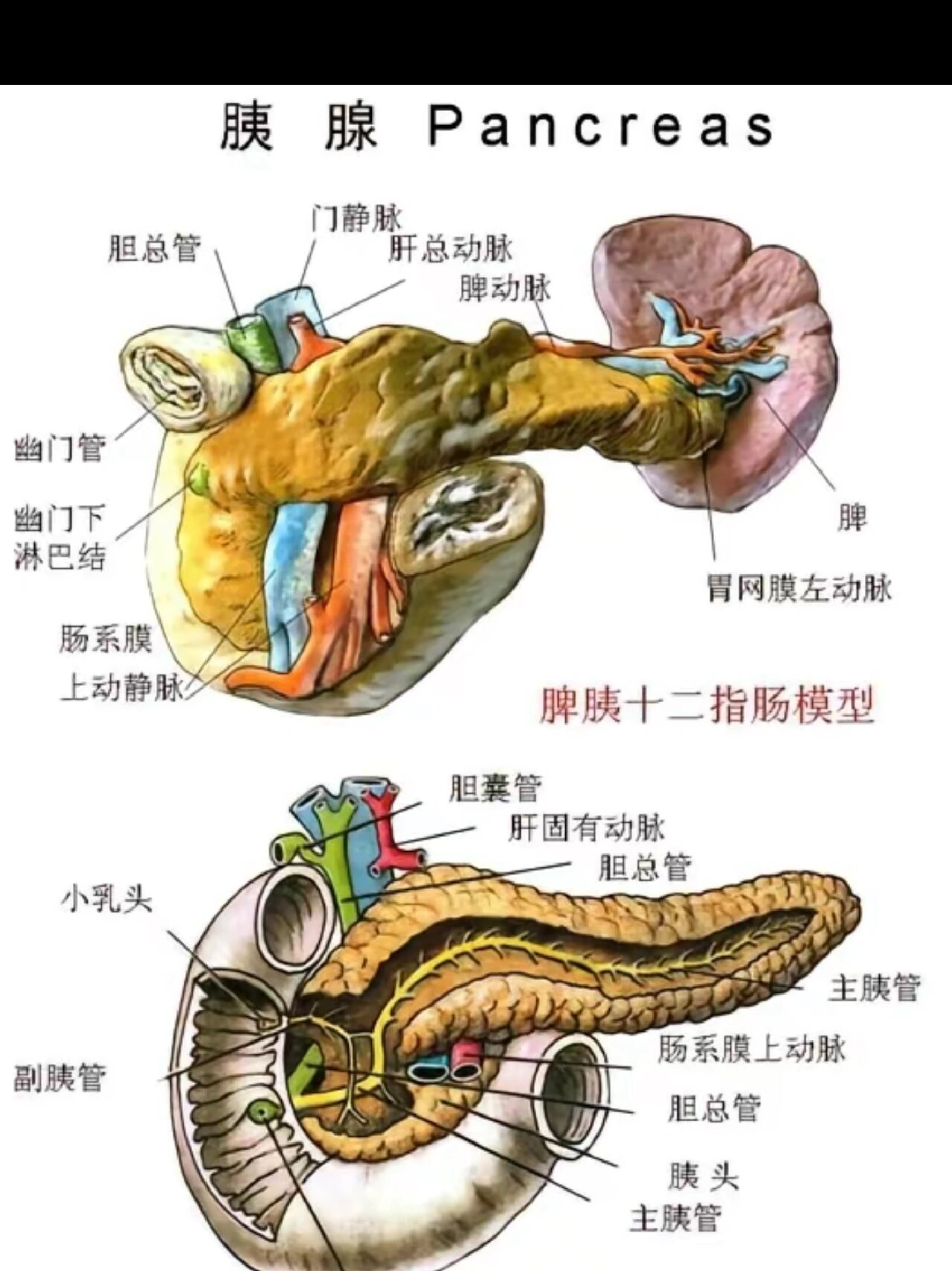 胰岛器官部位图图片