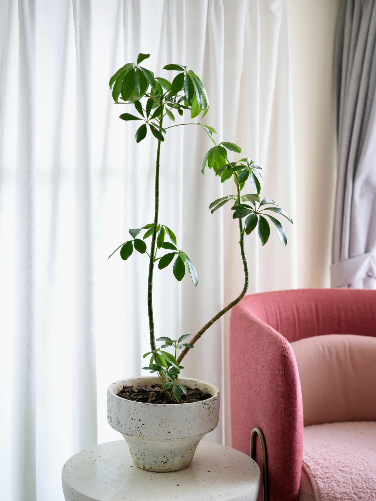 四季常绿发财树～鸭脚木 鸭脚木也叫鹅掌柴(八方来财)的革质叶片四季