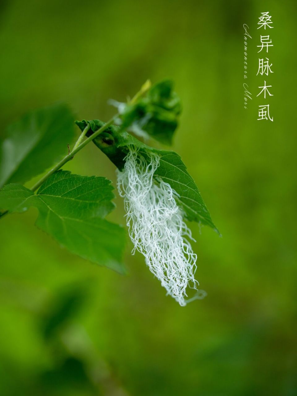 每天认识一种新昆虫|桑异脉木虱 离情两飘断, 不异风中丝.