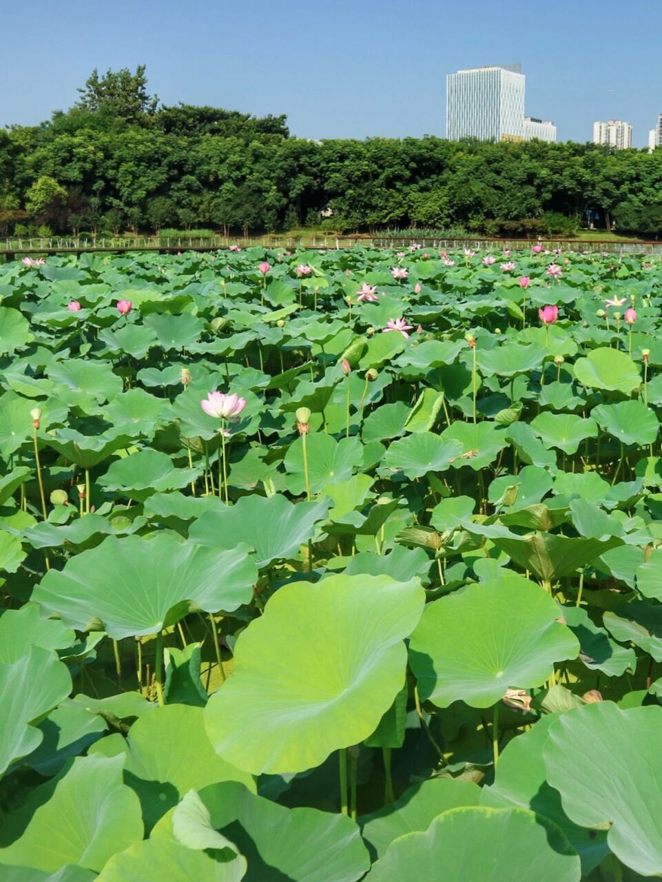 重庆茶园夏日赏荷推荐叠水公园 白鹭憩地公园
