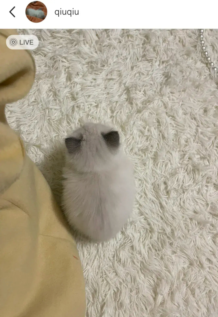 好可爱的小布偶啊,背影真是萌萌哒!