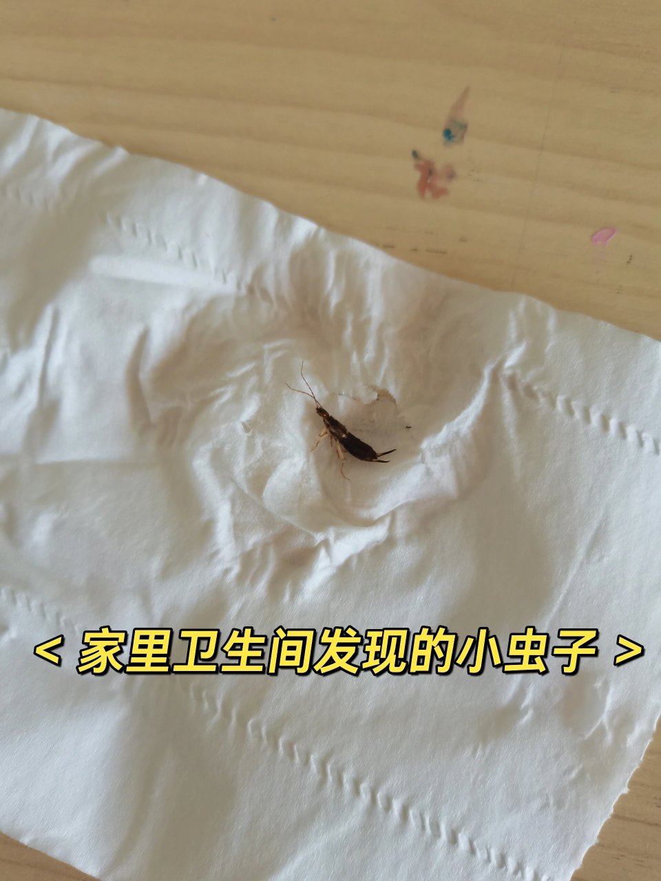 总有银白色的细扁细扁的虫子,跑得贼快,沙发垫下,卫生间墙角,地上