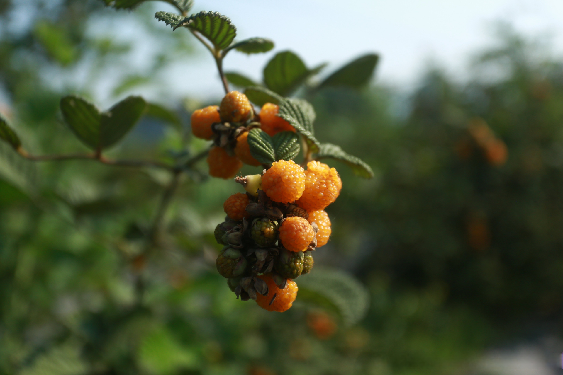 五一游腾冲# 【云南腾冲洞坪村:无刺黄泡种出"金色"产业】近日,在