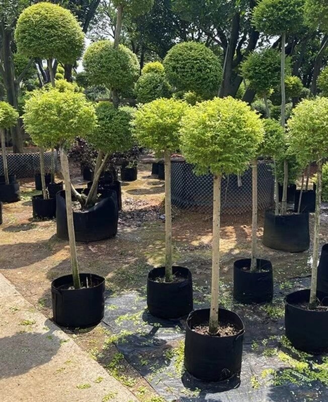 亮晶女贞棒棒糖  四季常青别墅庭院造型盆栽观叶花镜植物 67