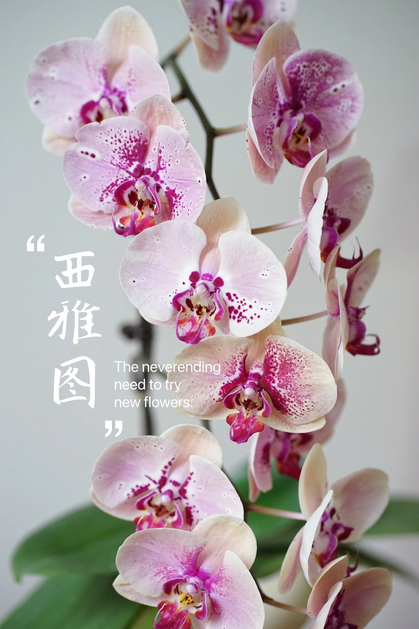 1西雅图蝴蝶兰 有必要为可爱的兰兰们搞个记录贴 都是在家里抽梗开花