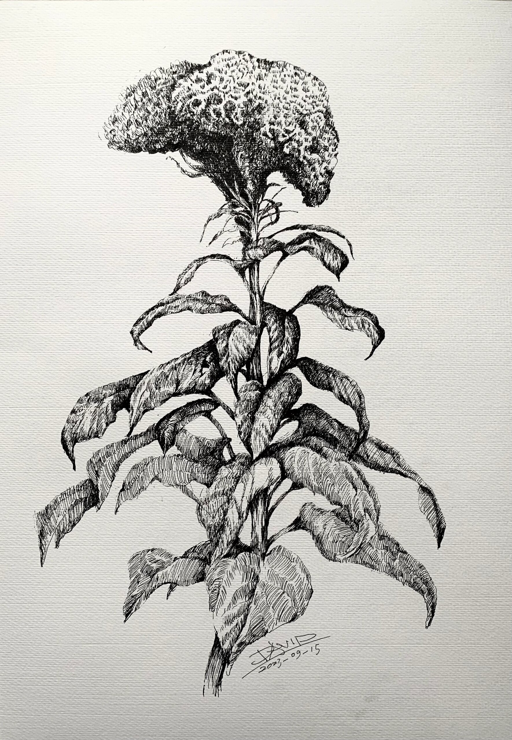 完成写生作品《鸡冠花》