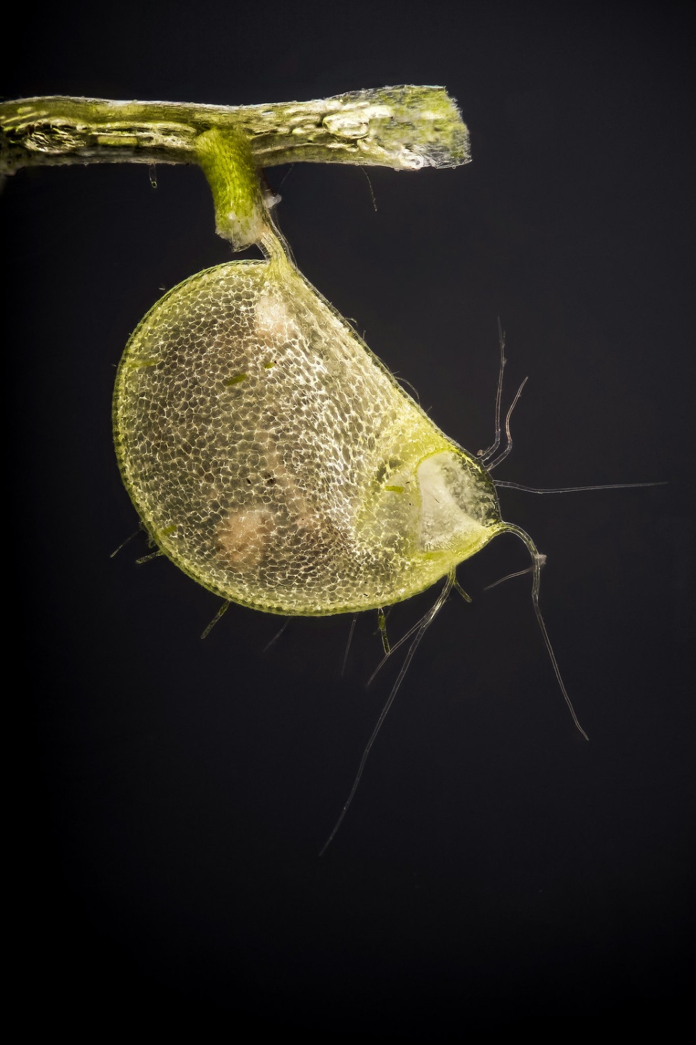 【食肉植物|狸藻属】