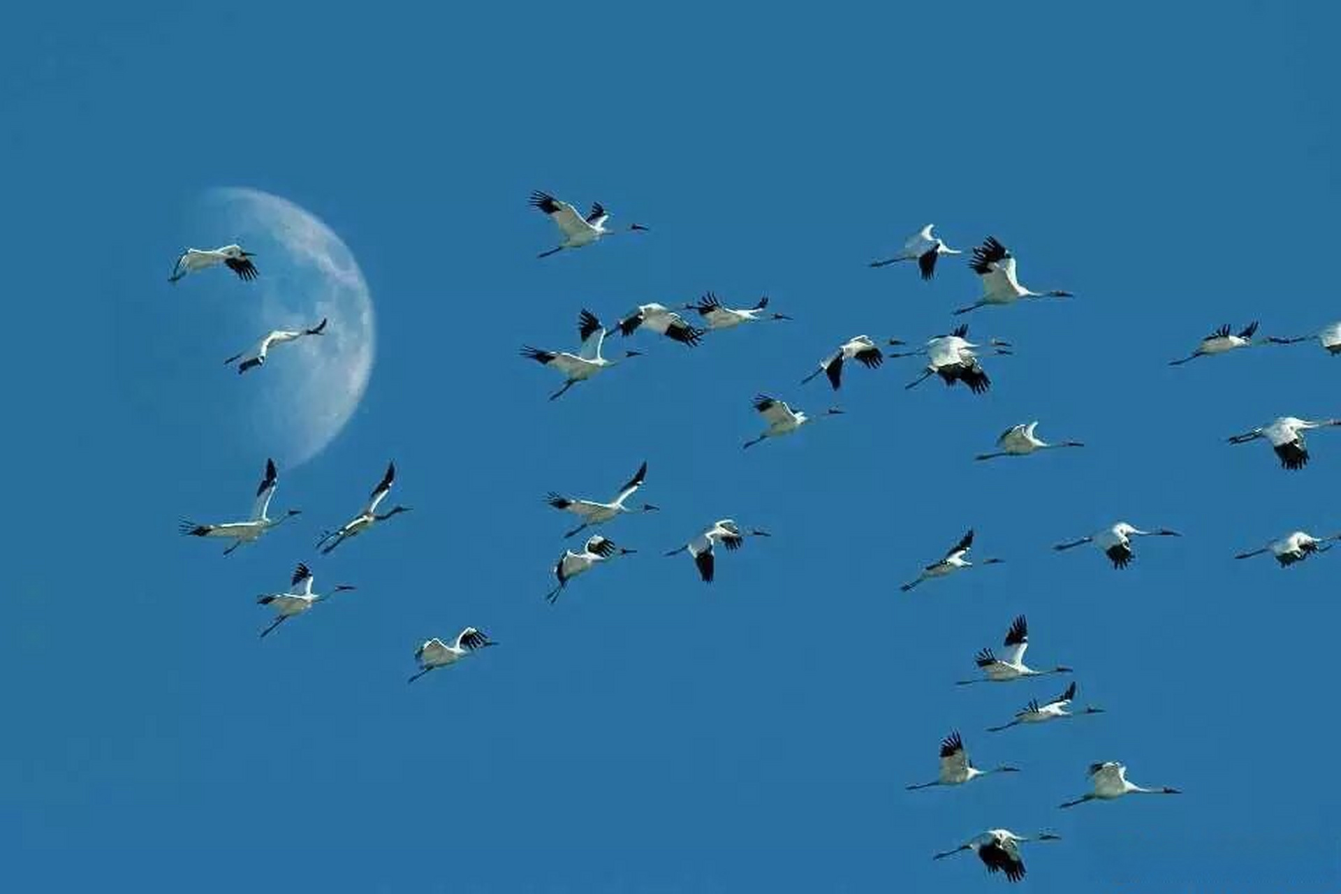 【法库獾子洞湿地公园——世界上白鹤迁徙途中的"水岛"】#一路向北有